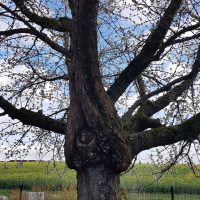 La Mirandière jardin