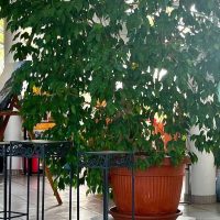 La Mirandière plante