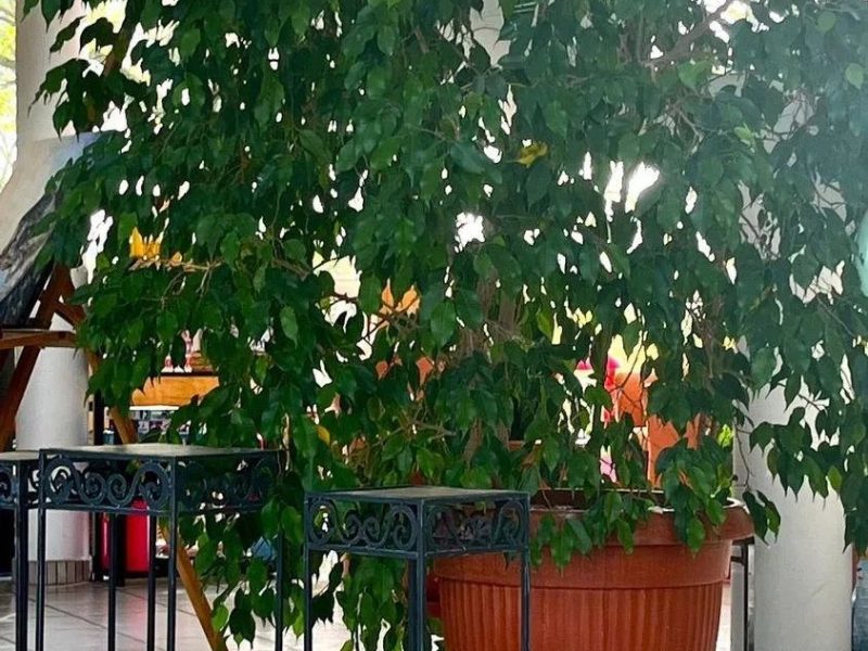 La Mirandière plante